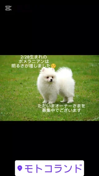 ポメラニアンの全国対応ブリーダー ｜子犬販売の事ならモトコランド